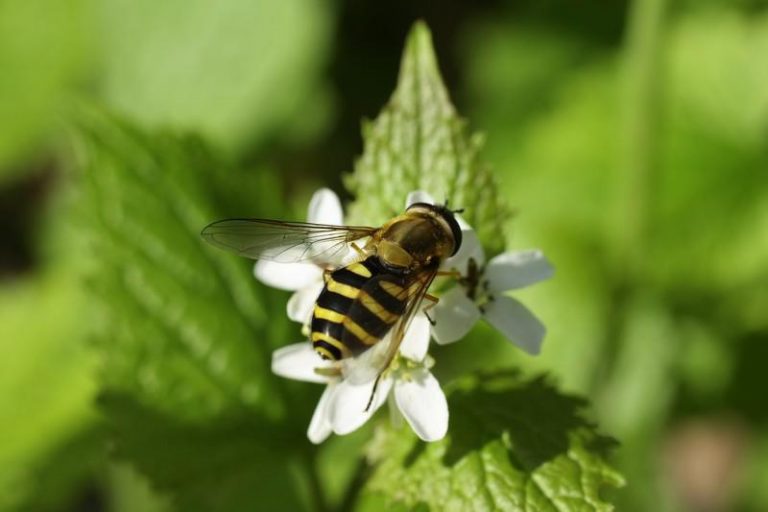 Guêpe, abeille, frelons : les 5 gestes à faire d’urgence en cas de piqûre