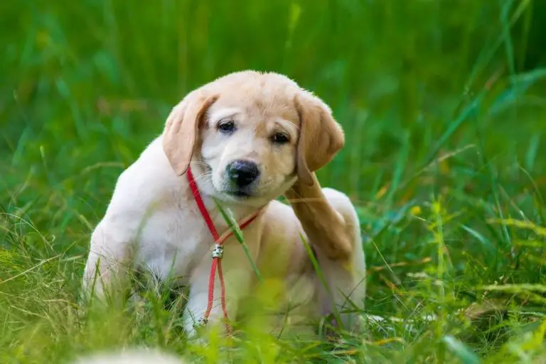 Chien et chat : 7 remèdes contre les puces