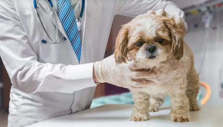 Pyomètre : une maladie du chien à connaître