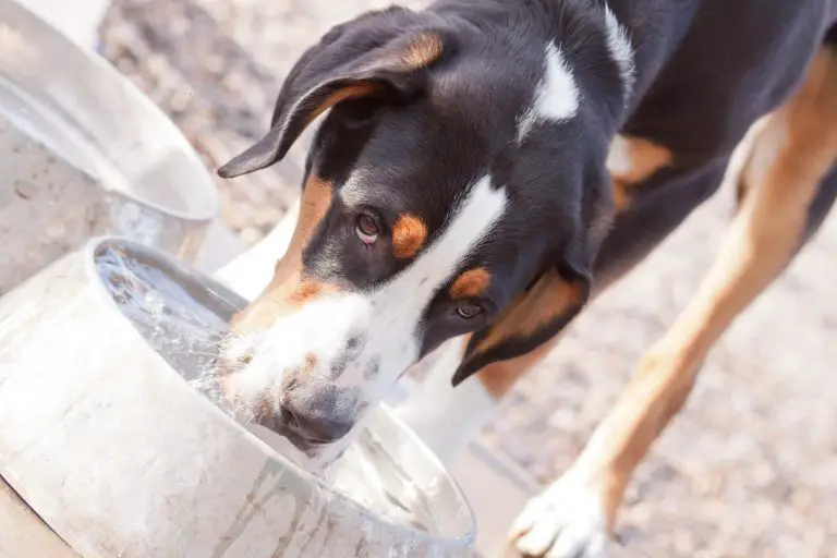 Qu’est-ce que la potomanie du chien ?