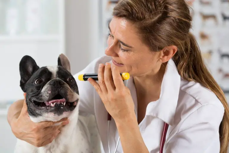 Glaucome chez le chien : quels sont les symptômes ?