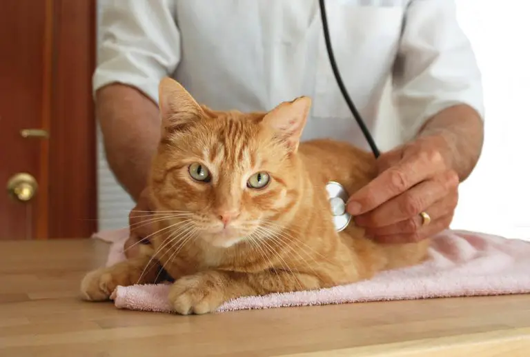 Soigner la gastro-entérite chez le chat