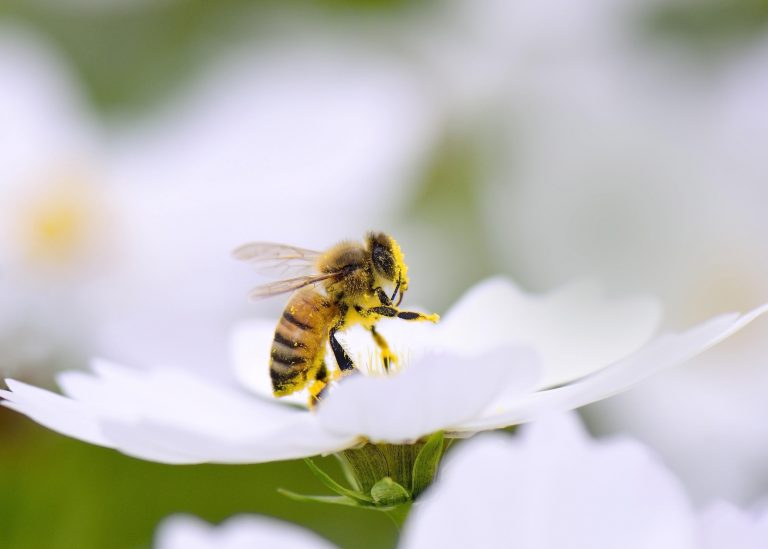 Piqûre de frelon : que faire ?