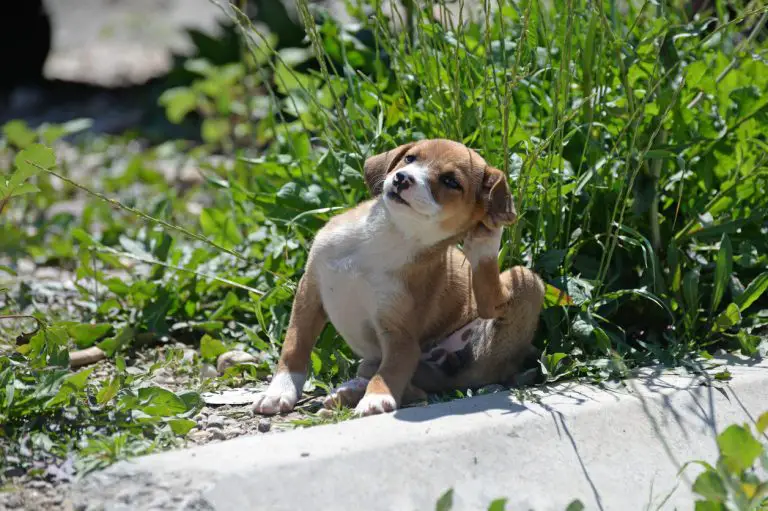 Chien : reconnaître une allergie aux aoûtats