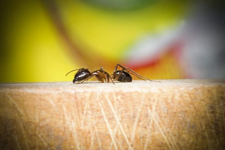 8 astuces naturelles pour se débarrasser des fourmis à la maison