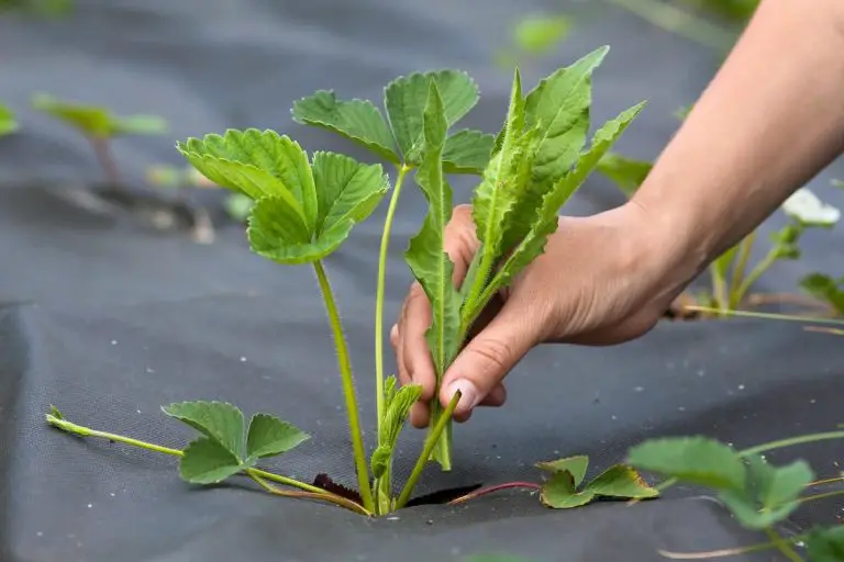 8 solutions efficaces pour désherber son jardin sans produits toxiques