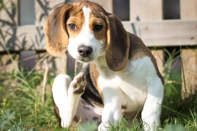 Comment reconnaître une piqûre d’aoûtat chez le chien