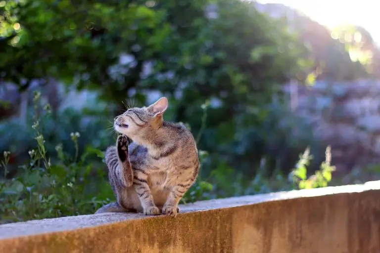 Piqûre de puce : comment soulager son chat