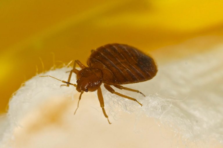 Nouvelle invasion de punaises de lit à l’hôpital de la Timone à Marseille