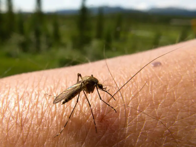 Virus du West Nile: 3 personnes infectées à Nice