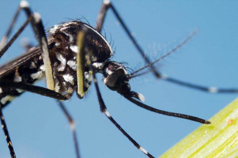 Un cas importé de dengue dans le sud de la France