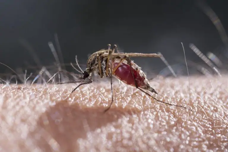 Virus du West Nile : 11 personnes touchées dans les Alpes-Maritimes depuis le début de l’été