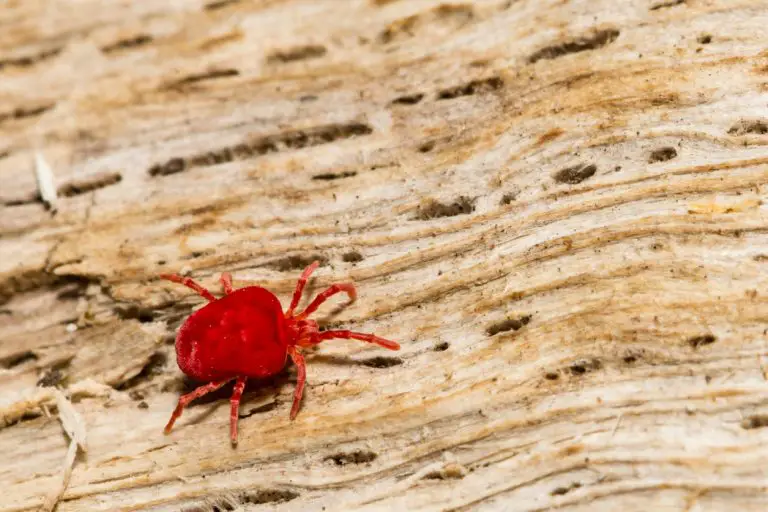 Reconnaître une allergie à une piqûre d’aoûtat