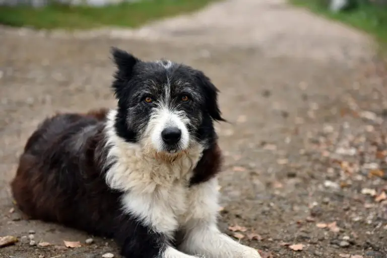 Piqûre d’aoûtat chez le chien : le vinaigre efficace ?