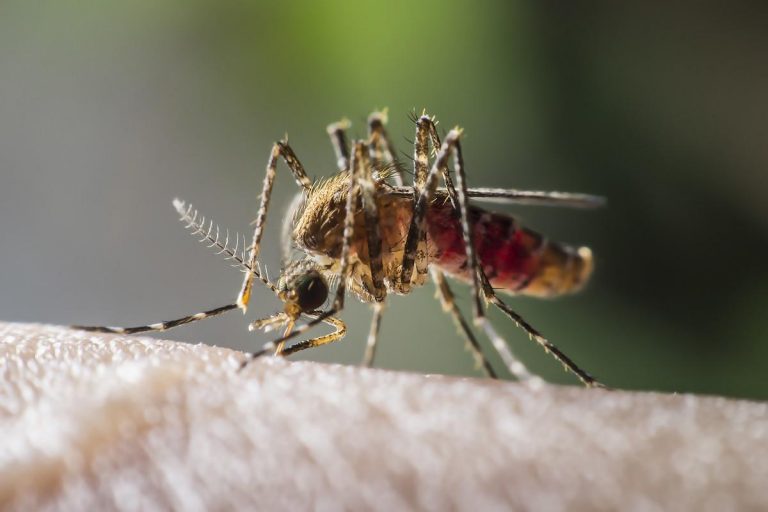 West Nile : 20 personnes déjà touchées par le virus qui se répand dans les Alpes-maritimes