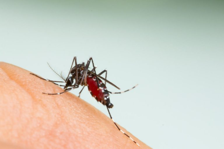 Moustique tigre : un premier cas autochtone de dengue détecté dans l’Hérault