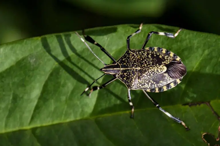 De nombreux cas d’invasions de punaises diaboliques signalés en France