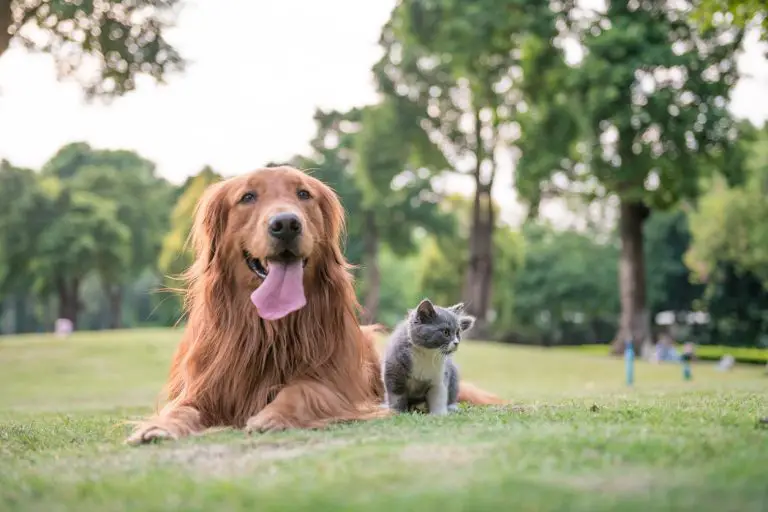 Chat, chien : bien utiliser les huiles essentielles chez les animaux