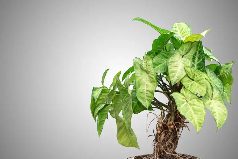 Le lierre de pothos : la plante qui serait capable de purifier l’air de votre maison