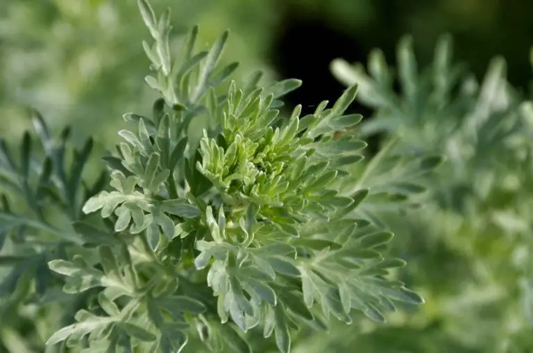 Artemisia : l’utilisation de cette plante pourrait entraîner une complication mortelle