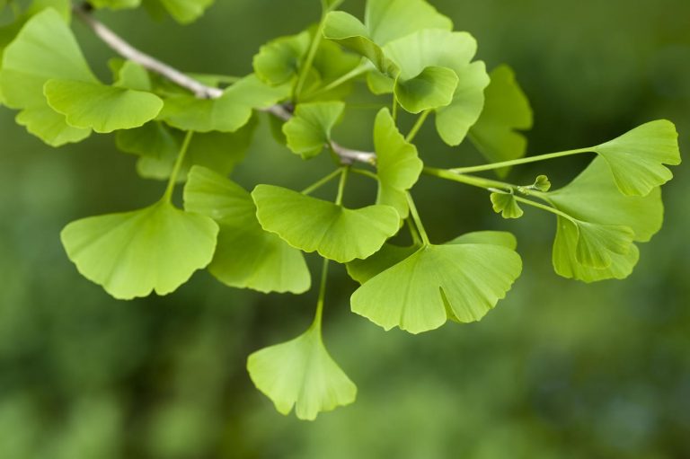 Des spécialités à base de Ginkgo biloba qui provoquent des convulsions