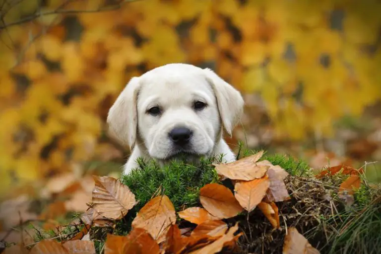 Elle meurt de la rage après avoir été mordue par un chiot qu’elle a recueilli