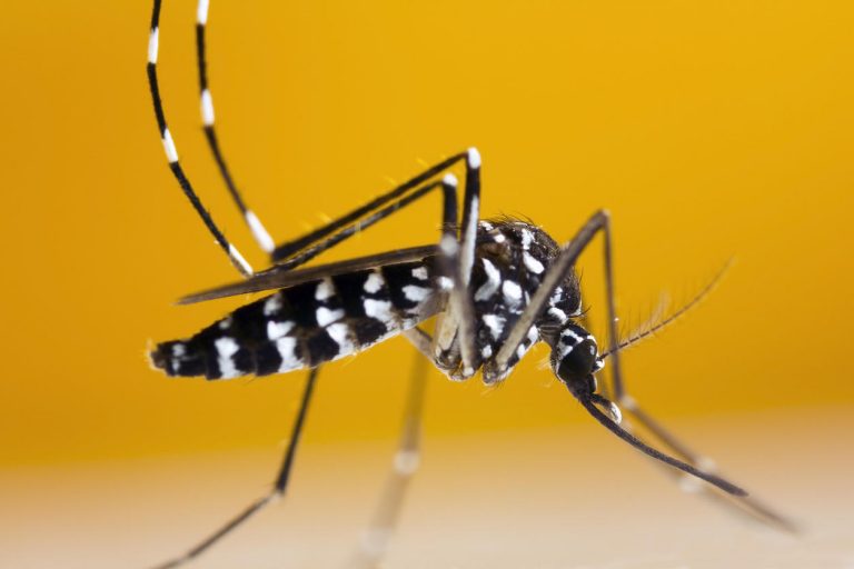 Provence-Alpes-Côte d’Azur : 18 cas de dengue viennent d’être recensés