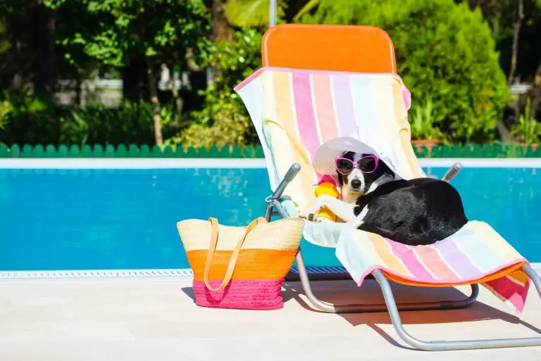 Canicule et animaux : comment protéger son chien ou son chat de la chaleur ?