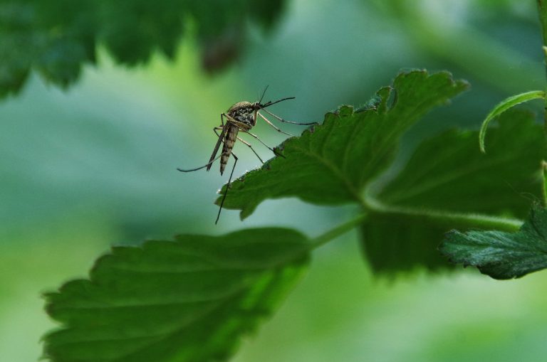 Honduras : l’épidémie de la dengue fait 44 morts