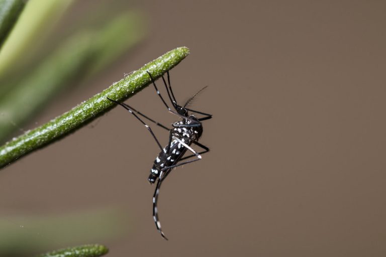 Moustique tigre : les régions françaises les plus envahies