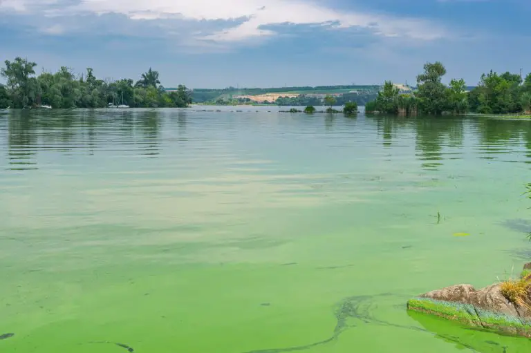 Cyanobactéries : la baignade désormais interdite dans cette rivière d’Ardèche