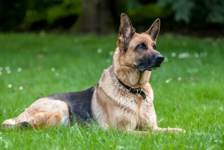 Elle se retrouve amputée des quatre membres pour avoir caressé son chien