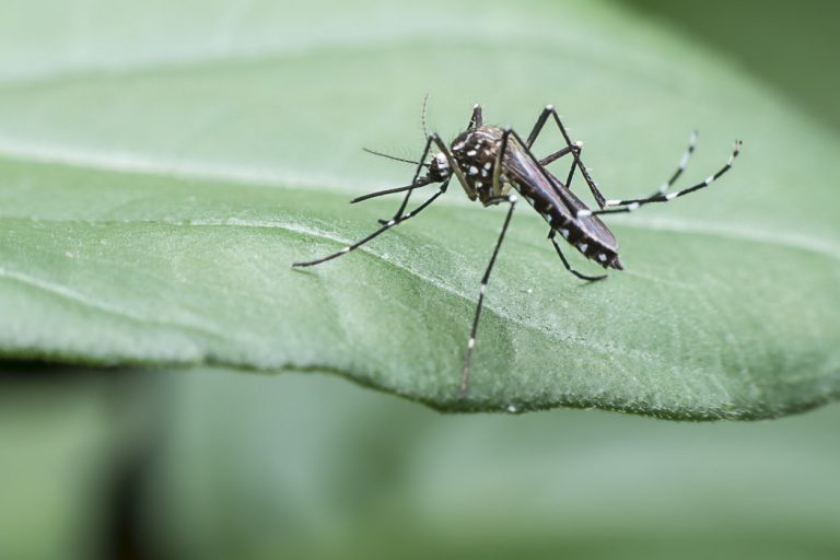 Var : une personne atteinte du virus du Nil occidental après une piqûre de moustique