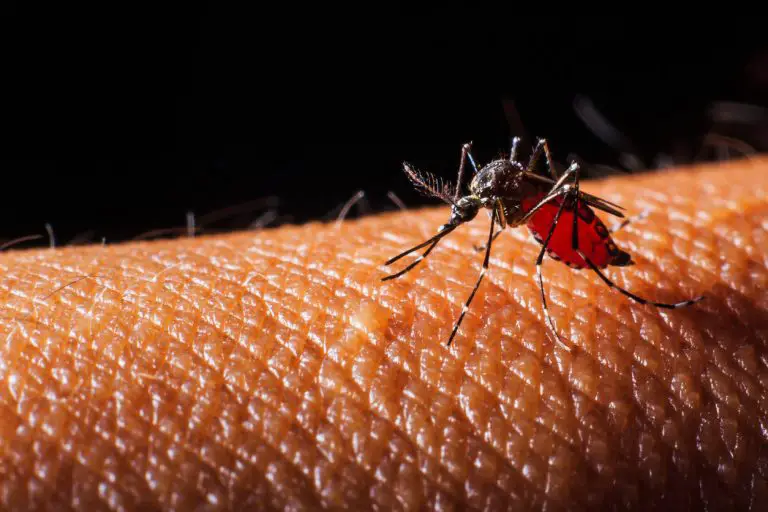 Nouveau cas de dengue : démoustication à Villeurbanne et Mions (Rhône)