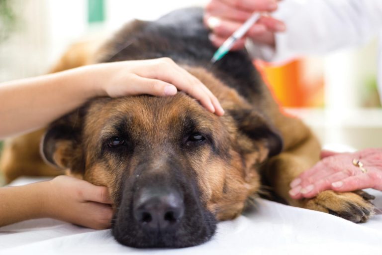 Diabète sucré chez le chien : symptômes, facteurs prédisposants, diagnostic, traitements