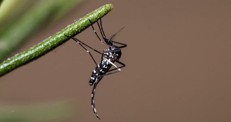 Moustique-tigre : 57 départements en alerte rouge !