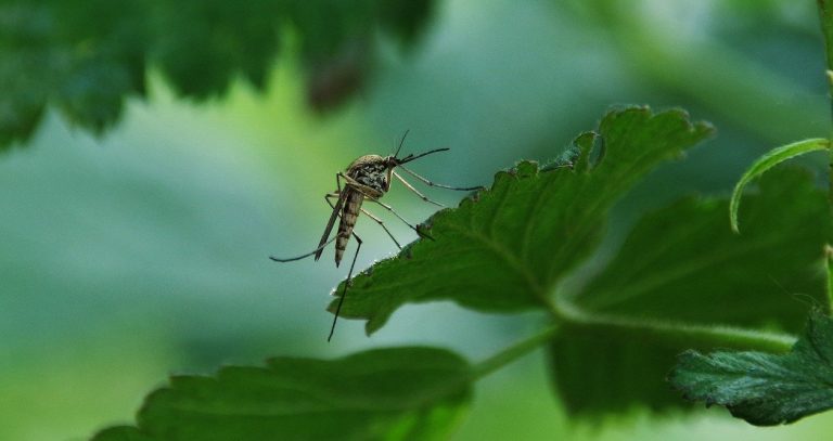 Moustiques : 5 idées de répulsifs naturels et efficaces