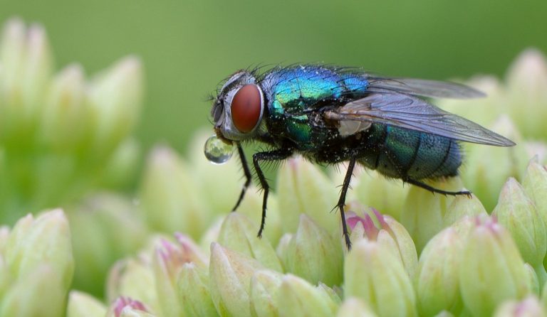 Mouches : 6 répulsifs naturels pour s’en débarrasser