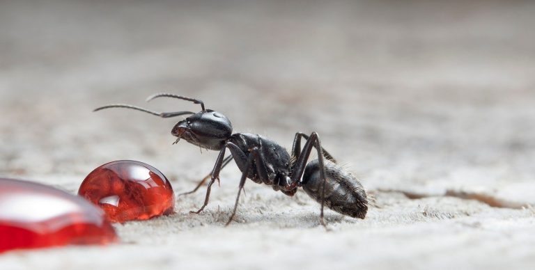 Fourmis : 12 répulsifs naturels pour les éloigner sans insecticide