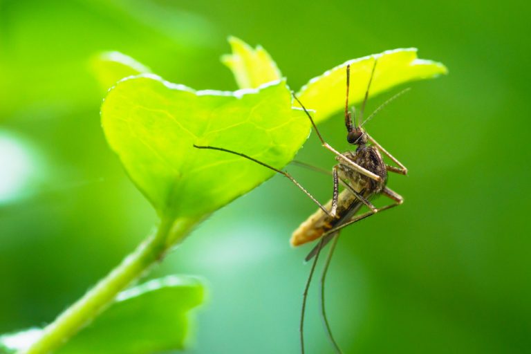 Moustique tigre : les œufs pondus il y a des années peuvent éclore avec la pluie