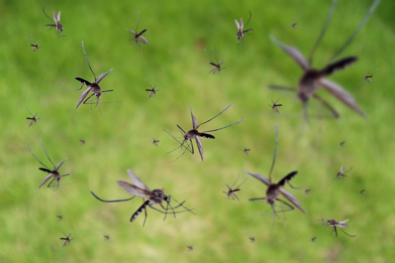 Moustiques : quelles odeurs les attirent vraiment ?