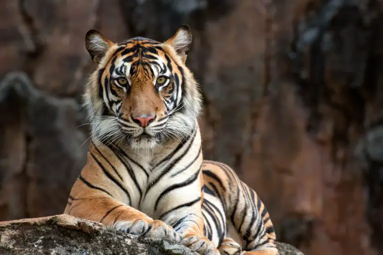 Fort Boyard : les tigres de l’émission sont-ils drogués ?