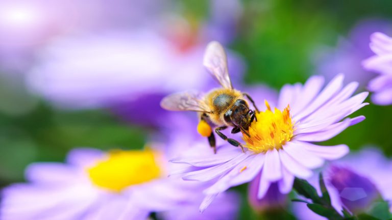 Guêpe, abeille, frelon : nos astuces pour les éloigner