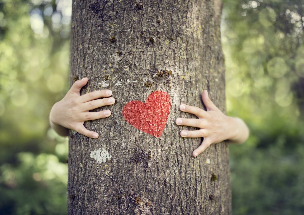 Vivre près des arbres aide à prévenir les dommages vasculaires liés à la pollution