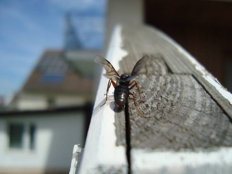 Fourmis volantes : 15 astuces naturelles pour les repousser