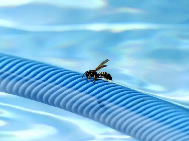 Piscine : les insectes potentiellement dangereux