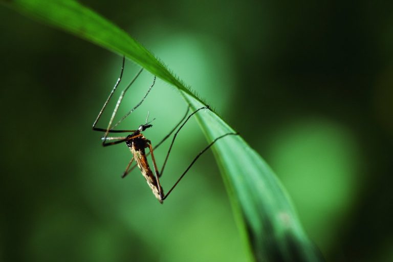 Moustiques : 12 départements de métropole en vigilance orange