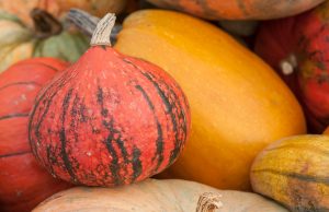 Comment reconnaître une courge toxique ?